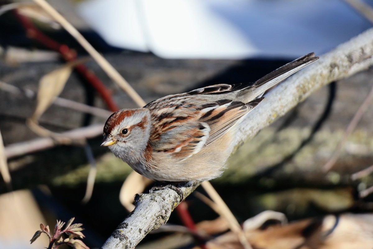American Tree Sparrow - ML414356021