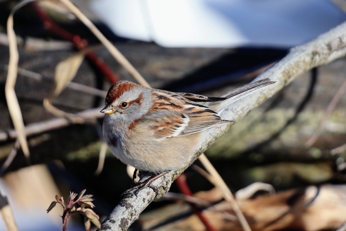 American Tree Sparrow - ML414356041