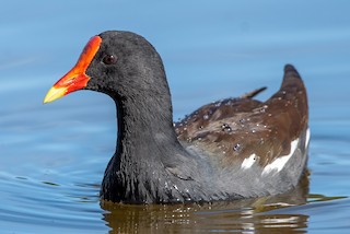 Common Gallinule