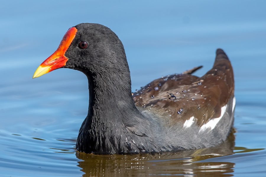 Common Gallinule