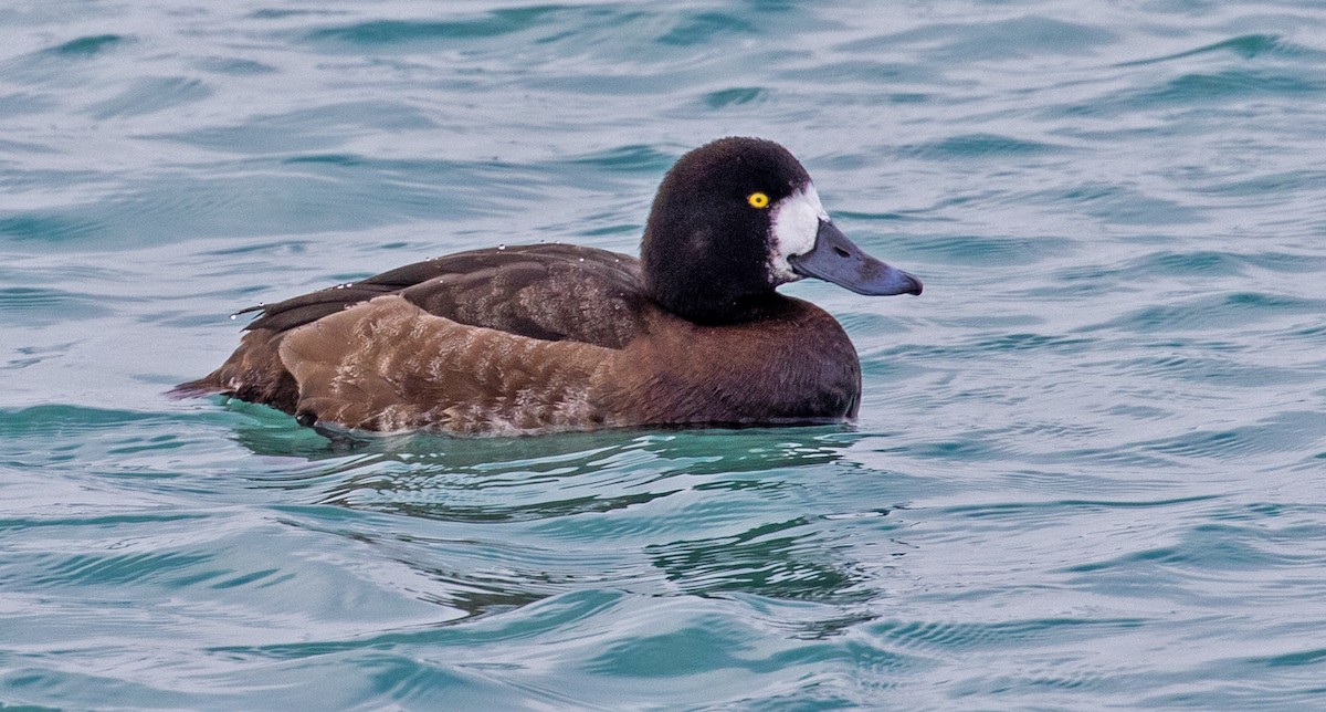 Greater Scaup - ML414358531