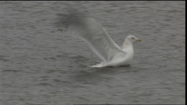 カモメ亜科 Ebird