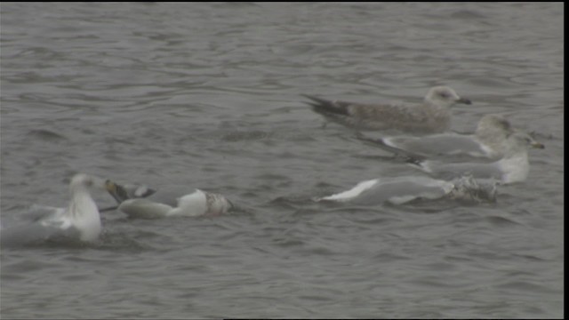 カモメ亜科 Ebird