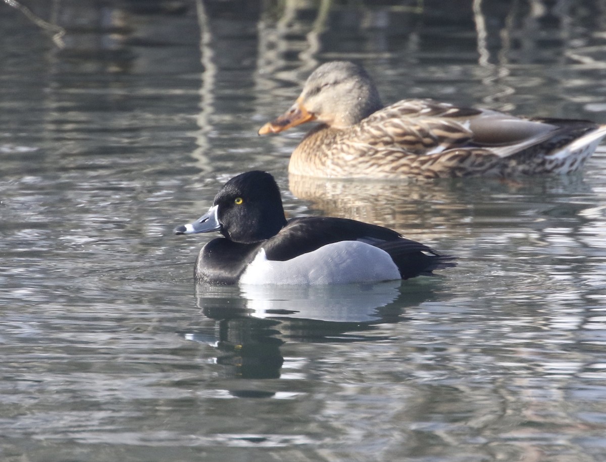Ring-necked Duck - ML414367611
