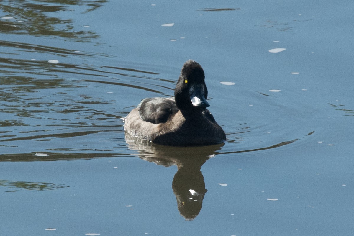 Tufted Duck - ML41437031