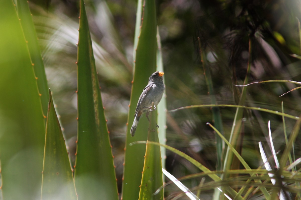 Band-tailed Seedeater - ML414370411
