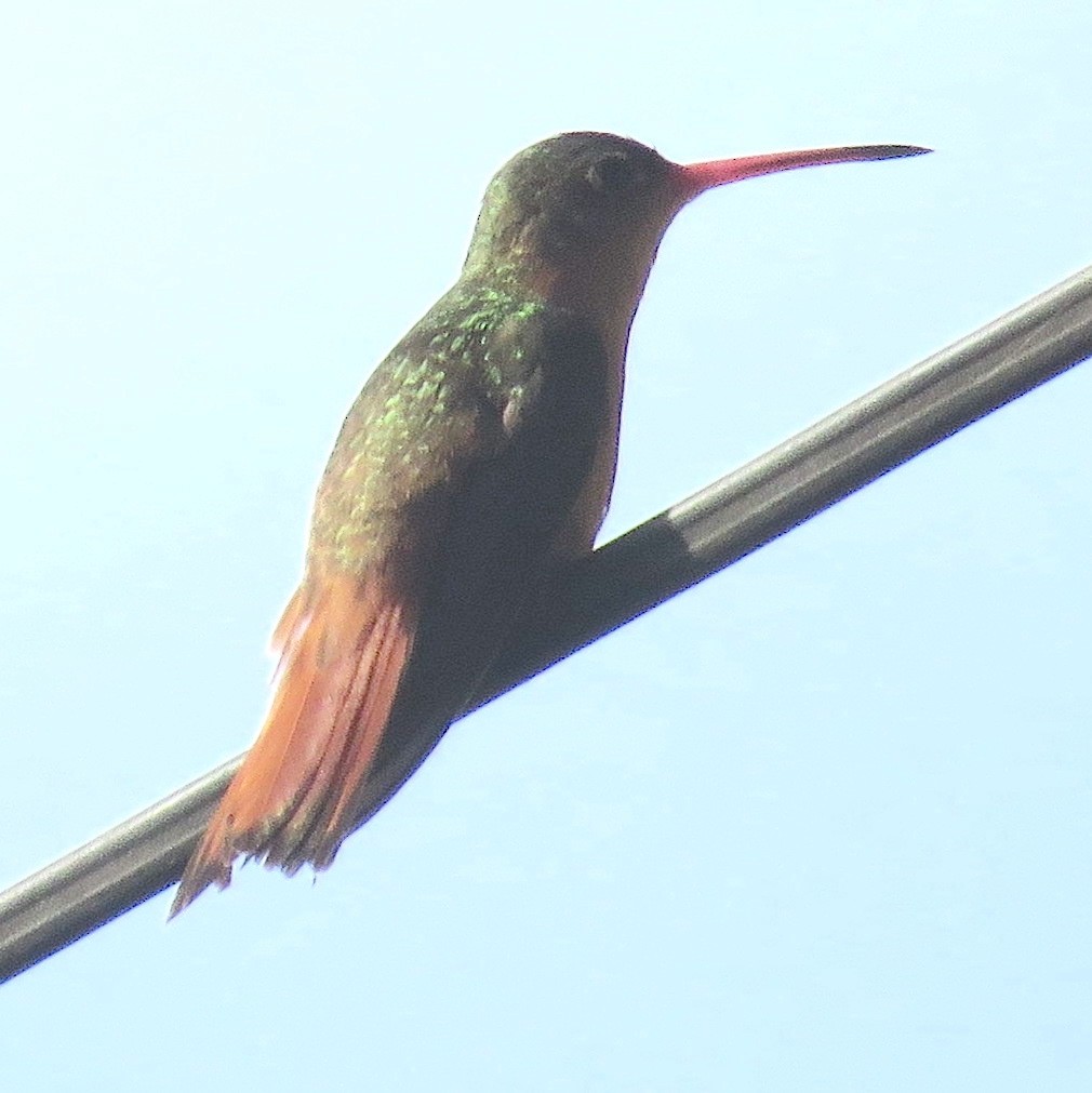 kolibřík ryšavý - ML414380711