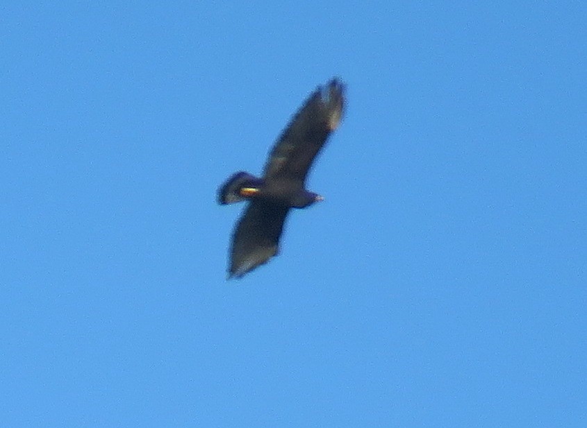 Zone-tailed Hawk - Robin Gurule