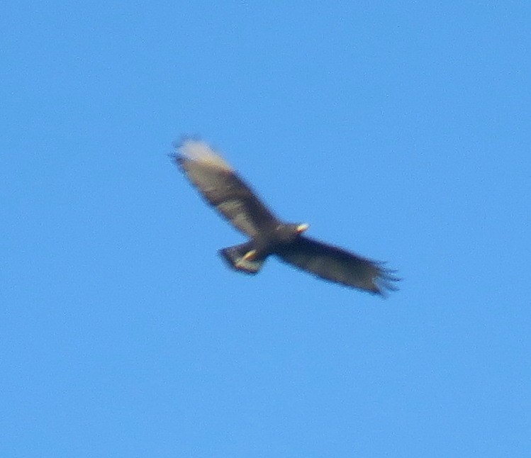 Zone-tailed Hawk - ML414381921