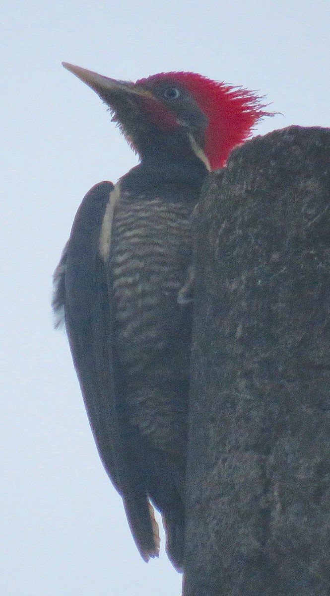 Lineated Woodpecker - Robin Gurule