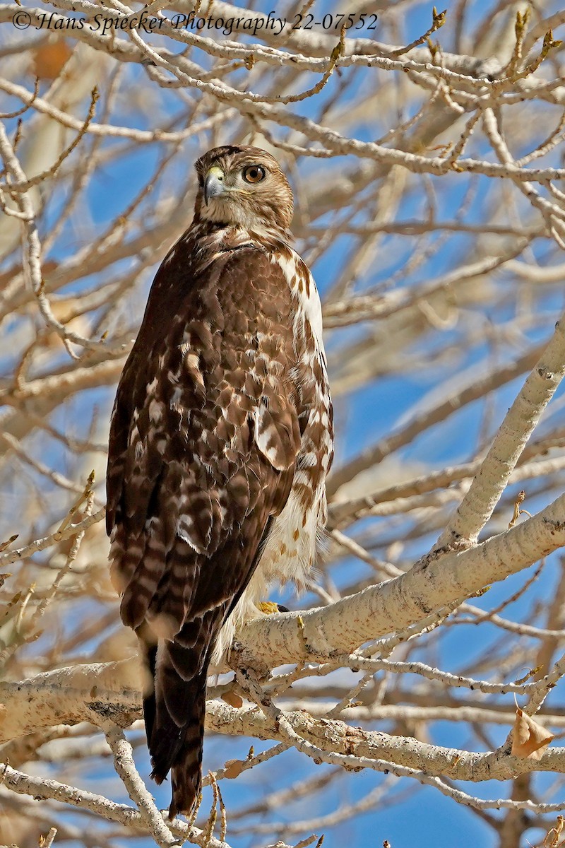 Red-tailed Hawk - ML414392051