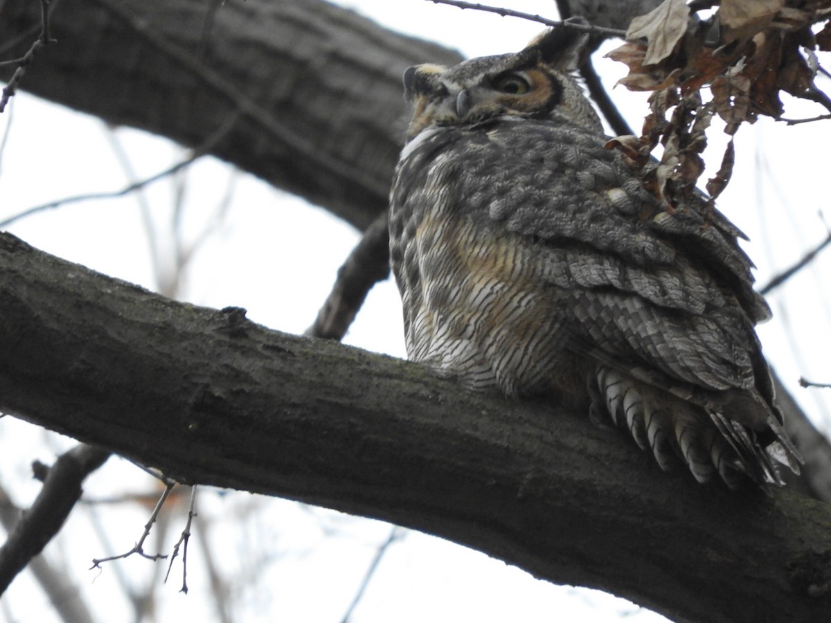 Great Horned Owl - ML414392221