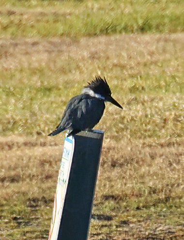 Belted Kingfisher - ML414394941