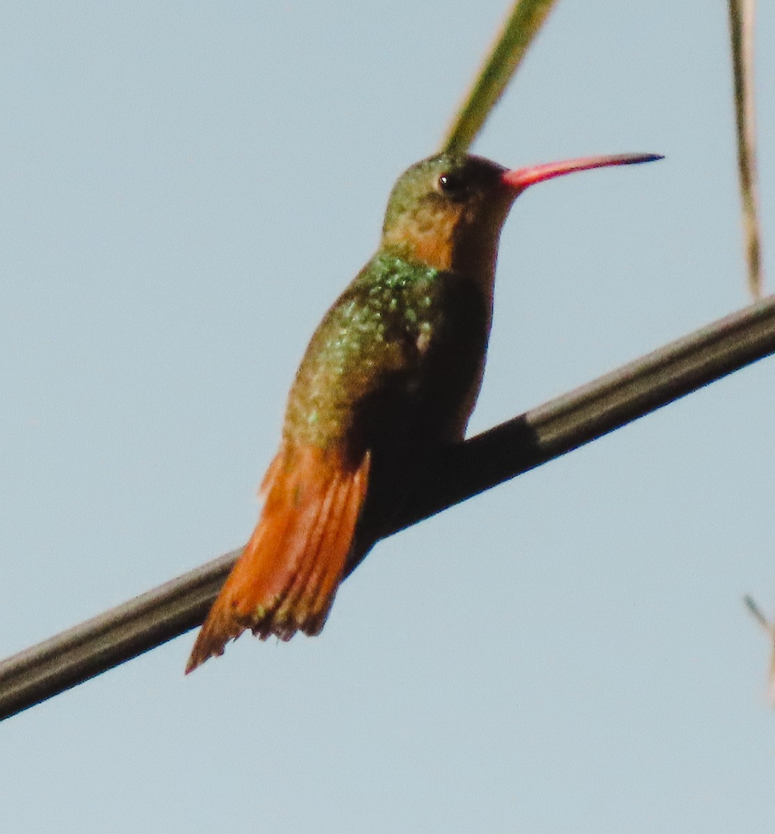 kolibřík ryšavý - ML414397971