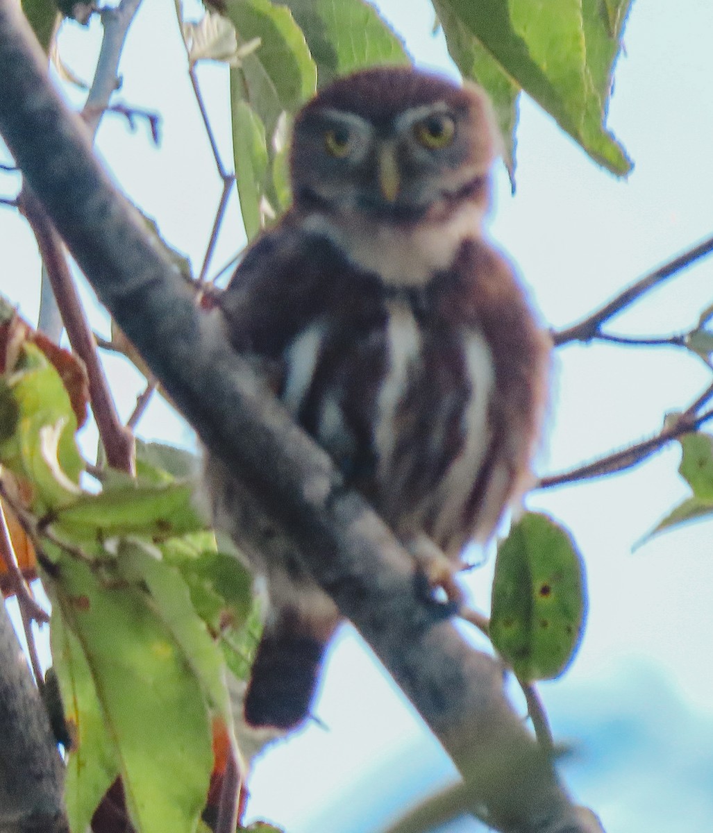 Ferruginous Pygmy-Owl - Lois Farrington