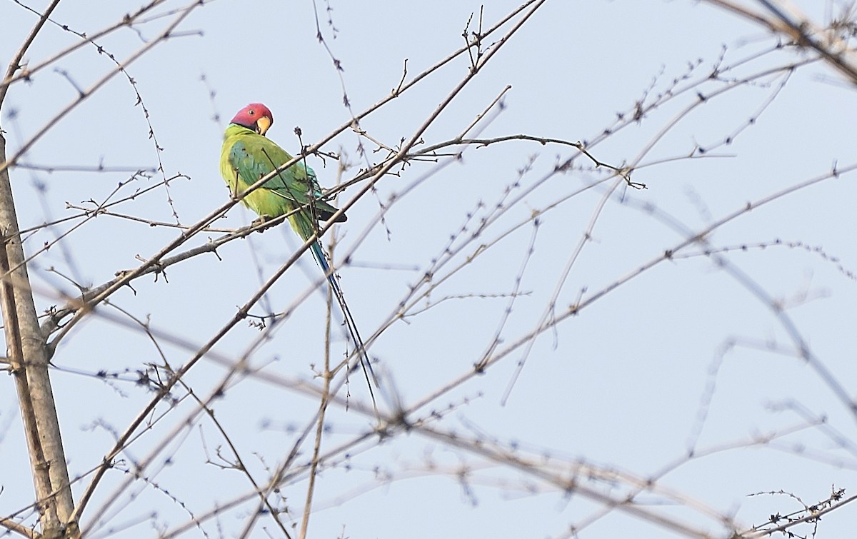 Plum-headed Parakeet - Arun Prabhu