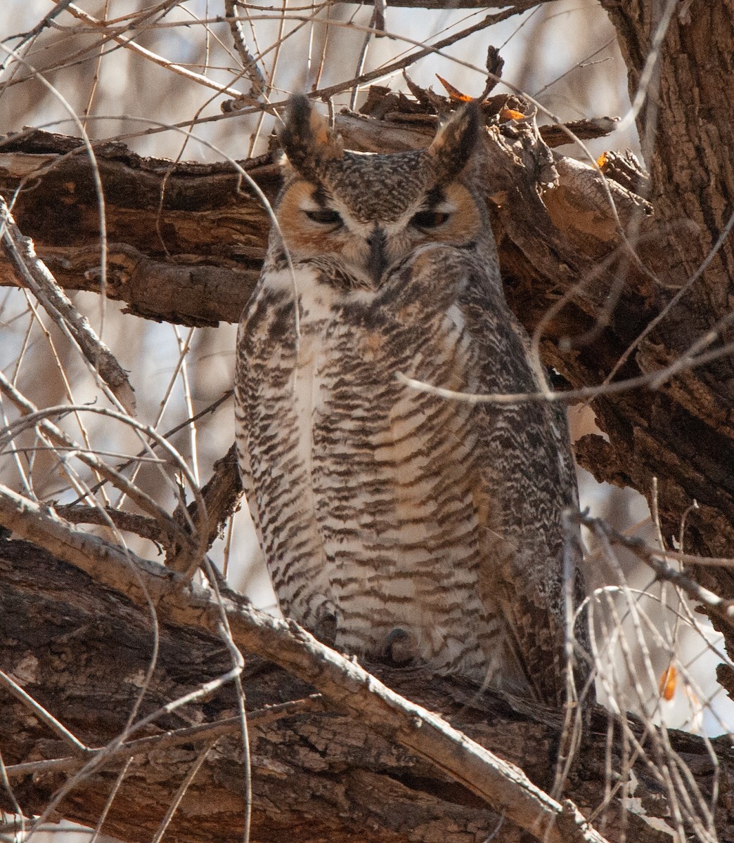 Great Horned Owl - ML414405511