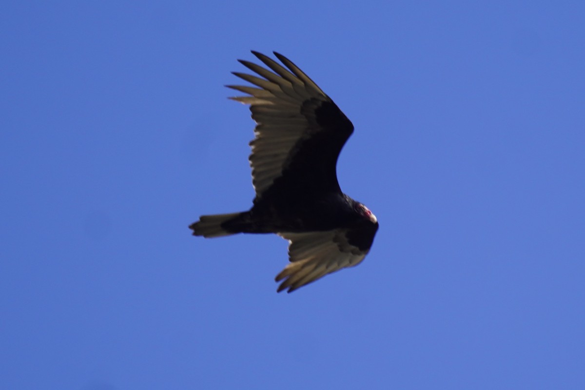Turkey Vulture - Greg Hertler