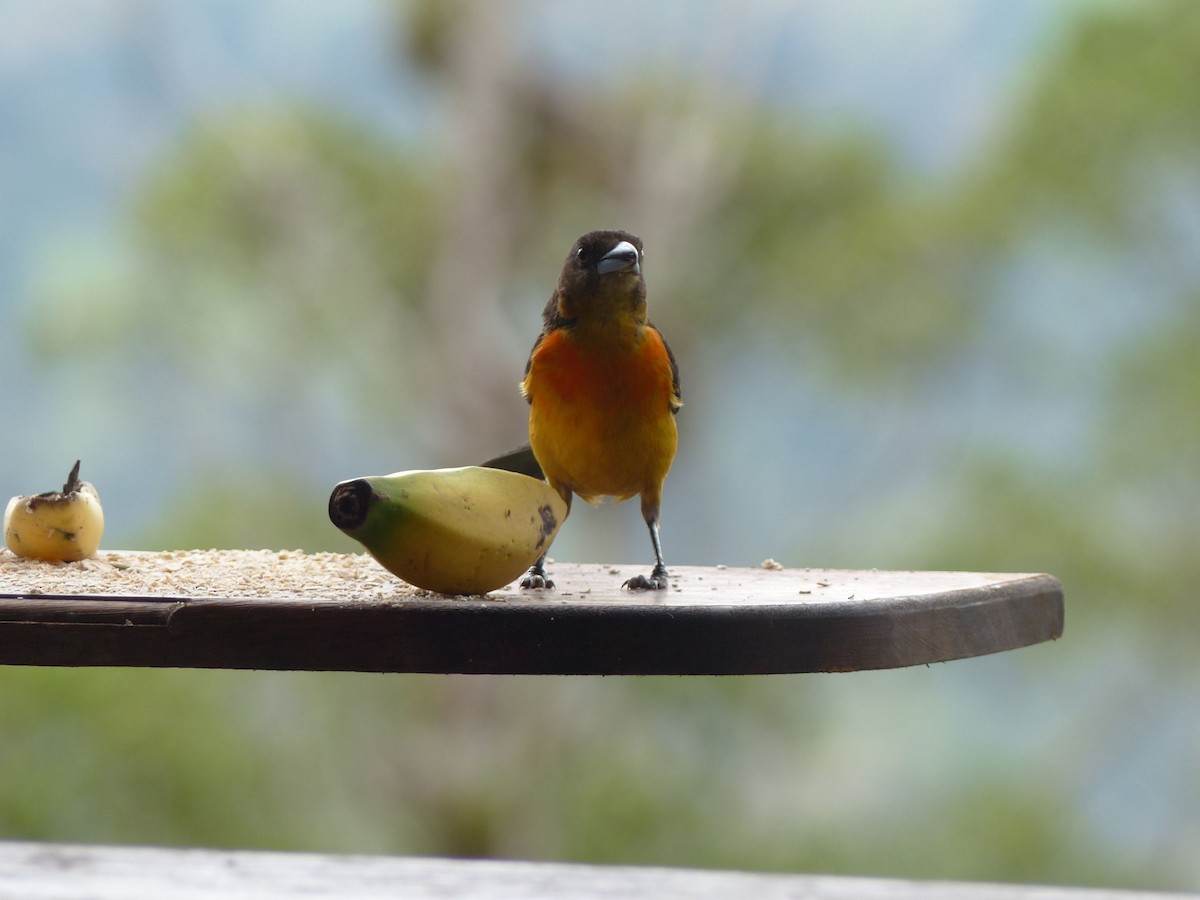 Flame-rumped Tanager - ML414407401