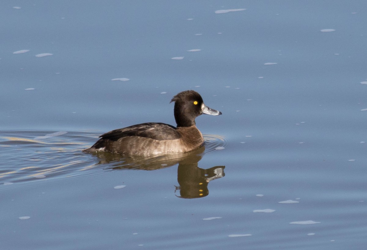 Tufted Duck - ML41440901