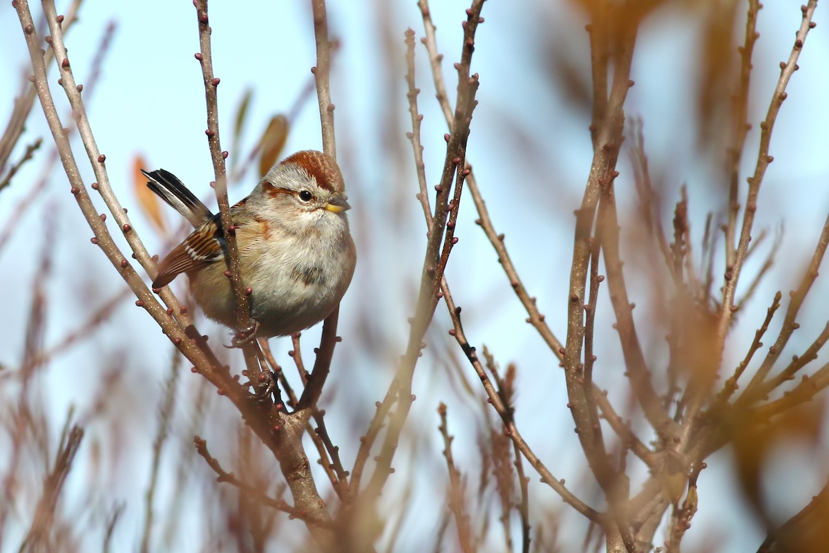 American Tree Sparrow - ML414411901