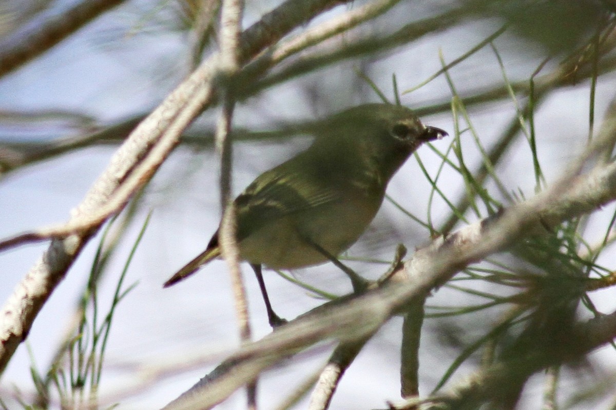 Hutton's Vireo - Ginger Spinelli