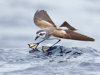  - White-faced Storm-Petrel