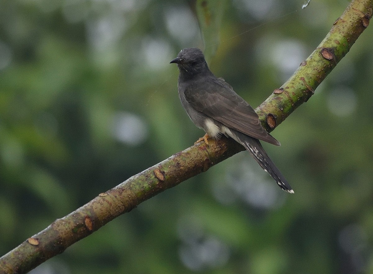 Gray-bellied Cuckoo - Arun Prabhu