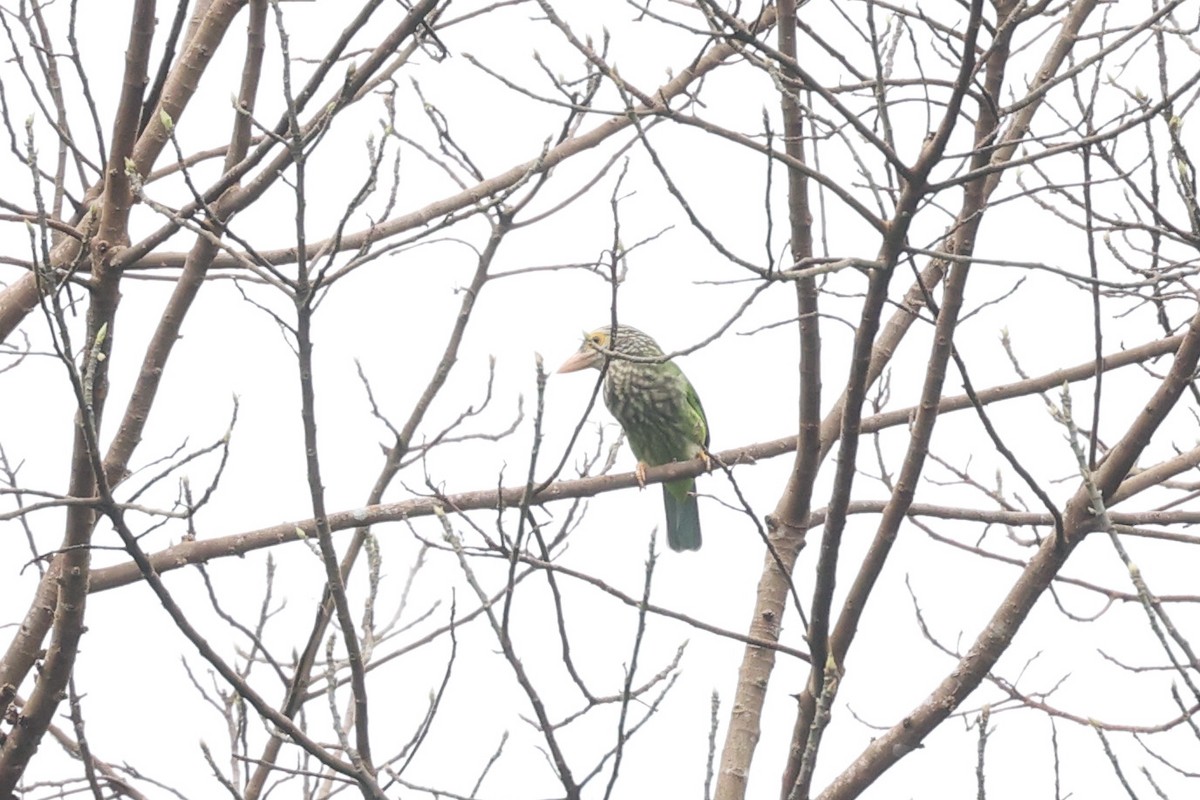 Lineated Barbet - ML414419231