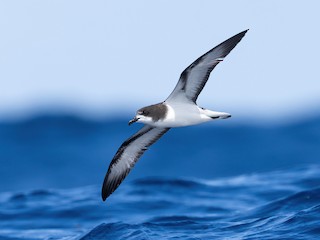  - Gould's Petrel