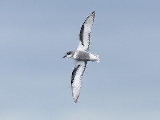  - Mottled Petrel