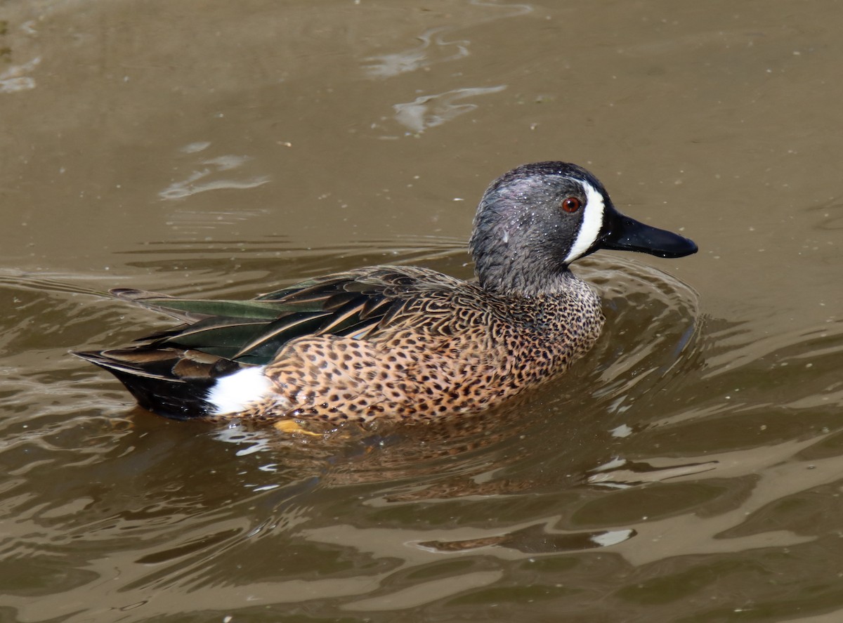 Blue-winged Teal - ML414420921