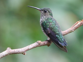  - Many-spotted Hummingbird