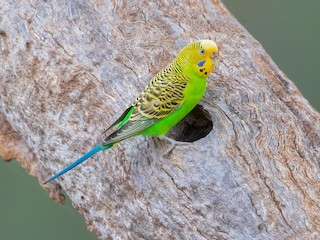 Budgerigar birds best sale