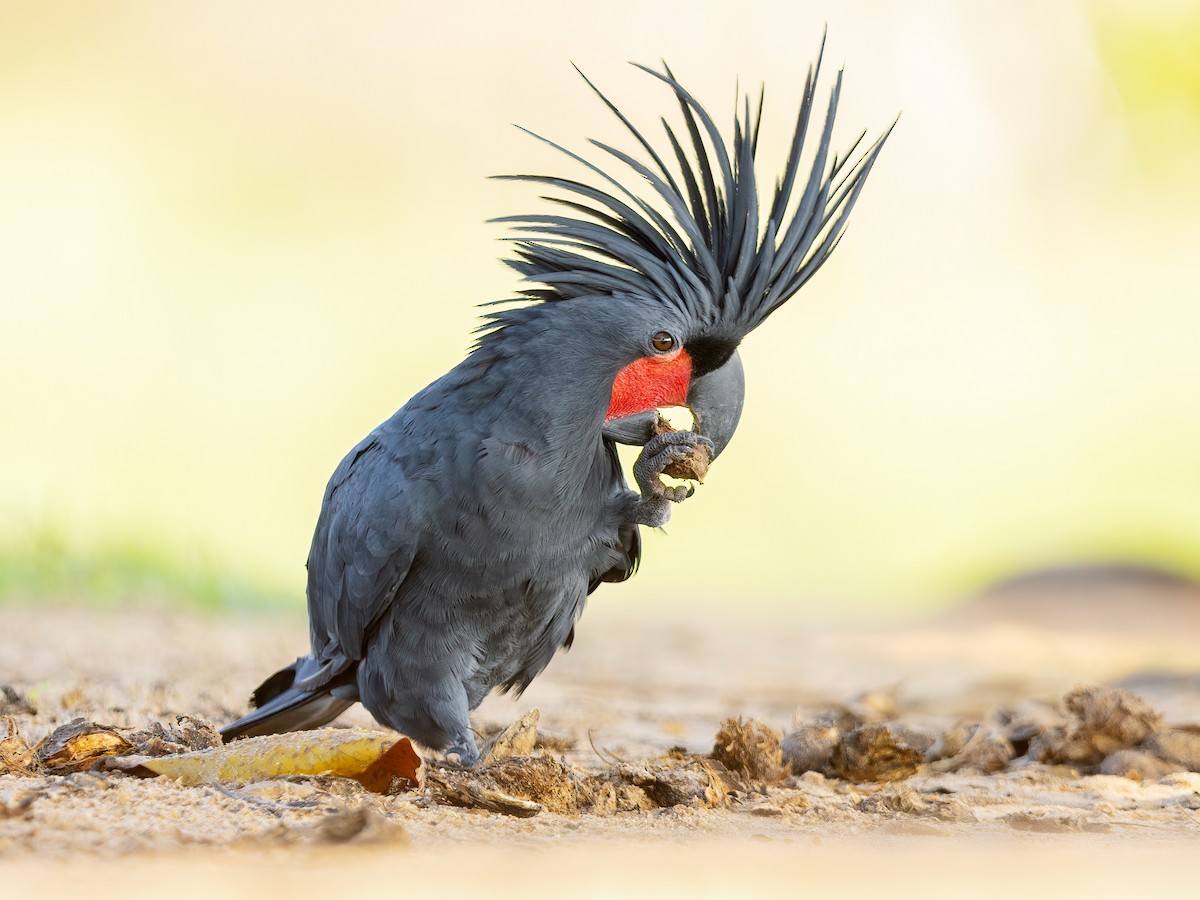 Palm Cockatoo - eBird