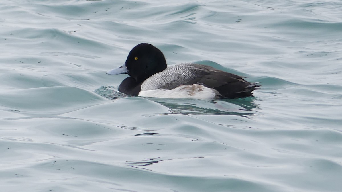 Greater Scaup - ML414425411