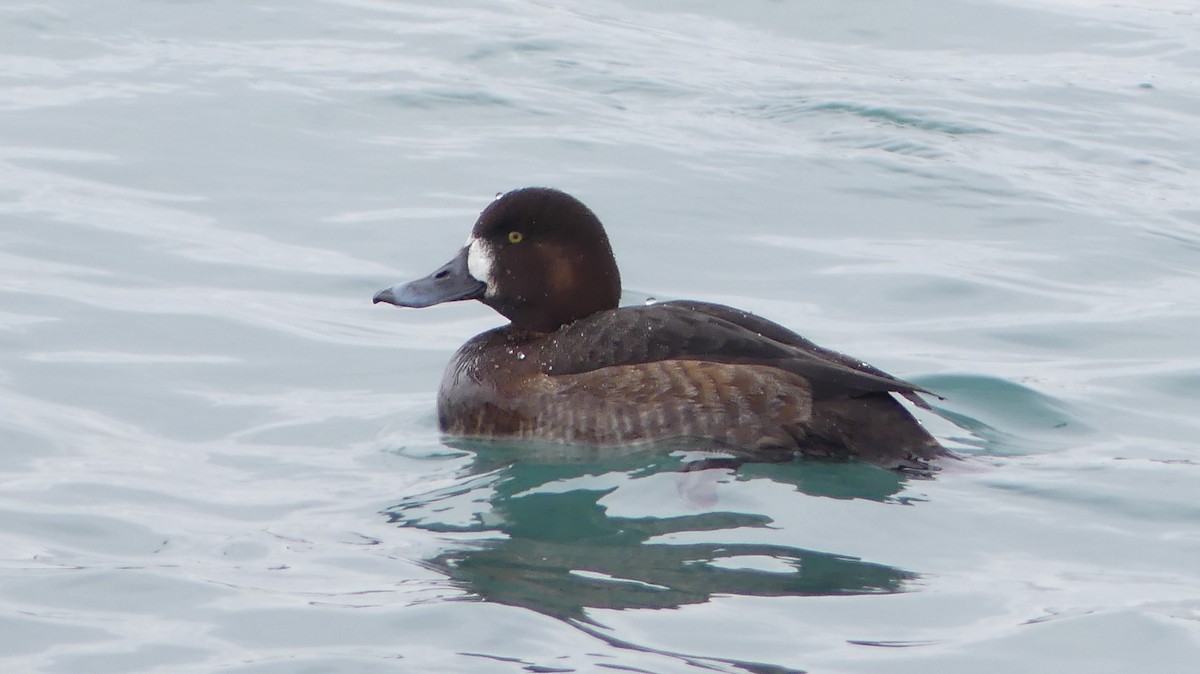 Greater Scaup - ML414425421