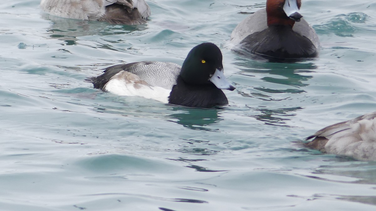Greater Scaup - ML414425431
