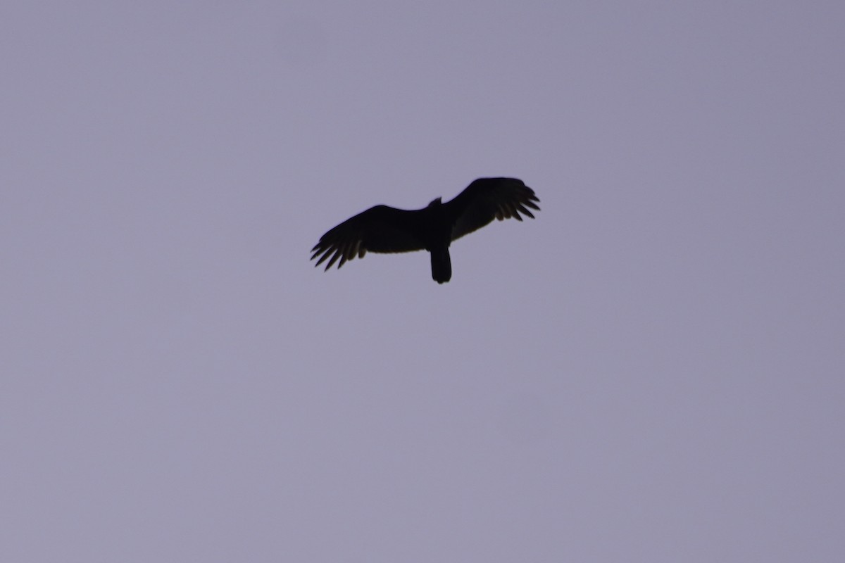 Turkey Vulture - ML414425511