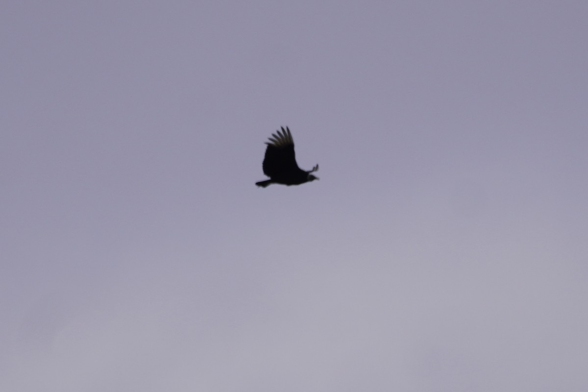 Black Vulture - ML414425711