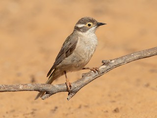  - Brown-headed Honeyeater