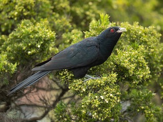  - Pacific Koel