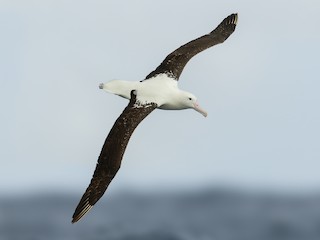  - Royal Albatross (Northern)