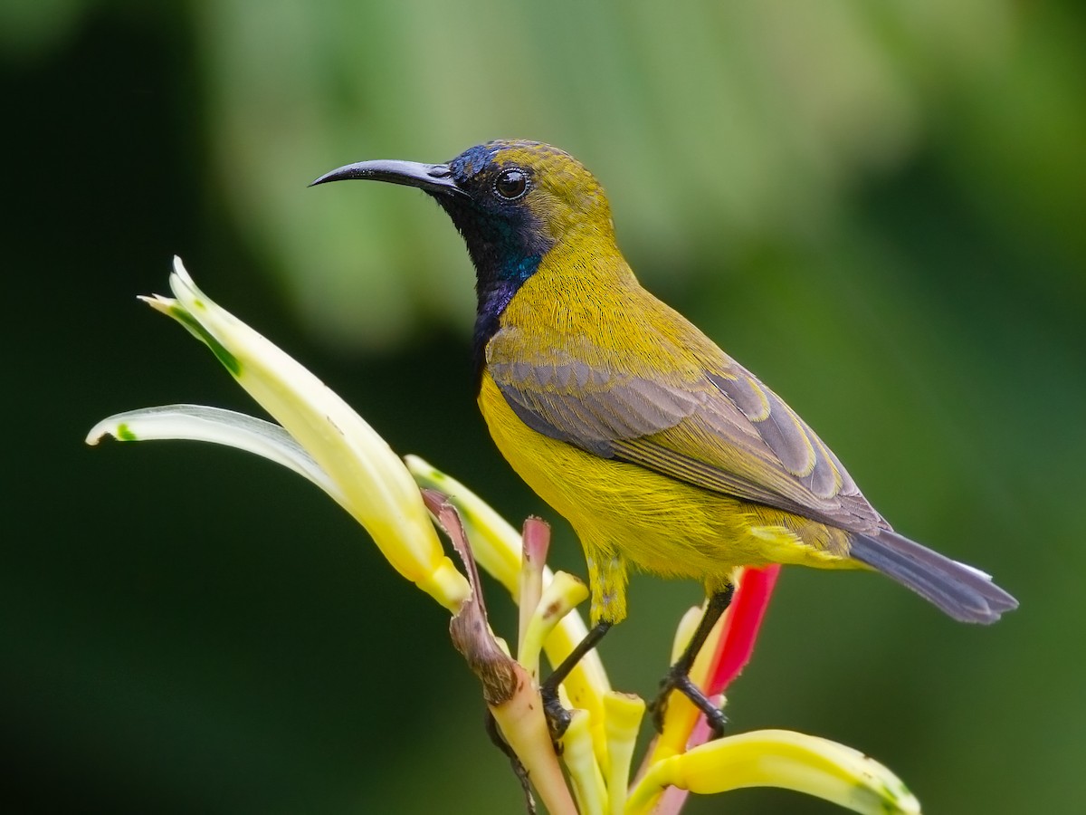 Ornate Sunbird - eBird