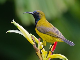 Ornate Sunbird - Cinnyris ornatus - Birds of the World