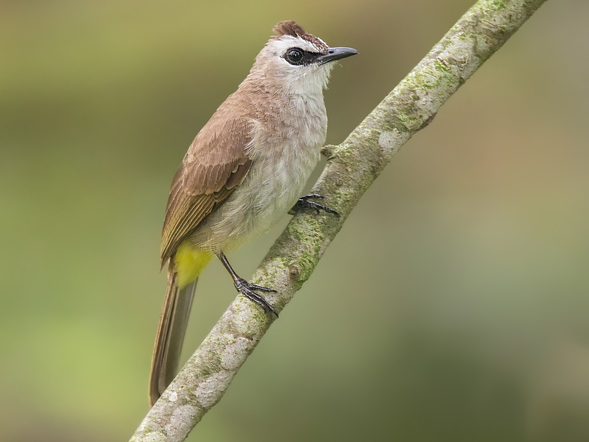 Yellow-vented Bulbul - eBird