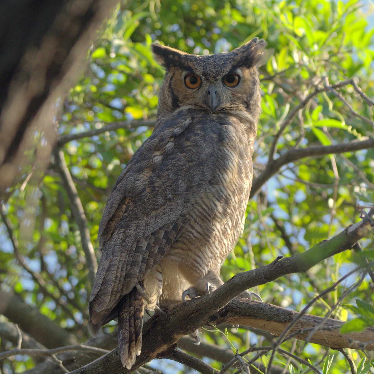 Great Horned Owl - ML414432651