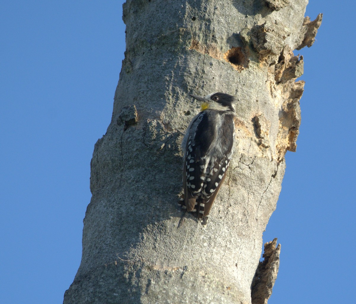 White-fronted Woodpecker - ML414432761