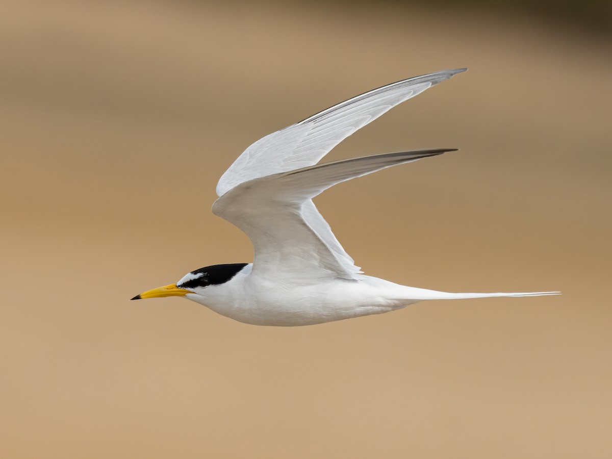 Little Tern - Sternula albifrons - Birds of the World