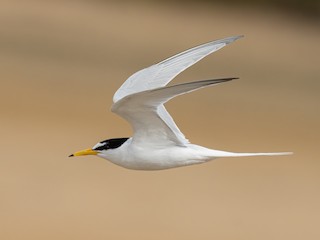  - Little Tern